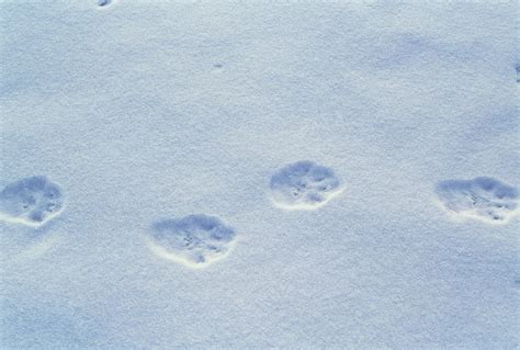 Lynx Paw Prints Photograph by Alan Sirulnikoff - Fine Art America