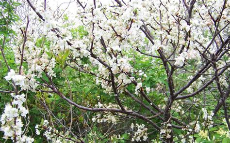 Beach Plum | Cape Cod Native Plants