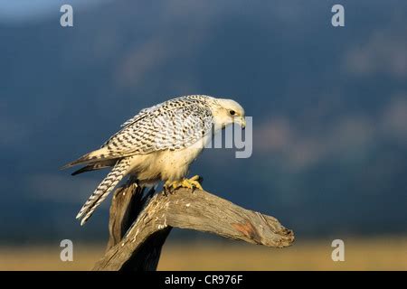 Gyrfalcon (Falco rusticolus) a white falcon bird Stock Photo - Alamy