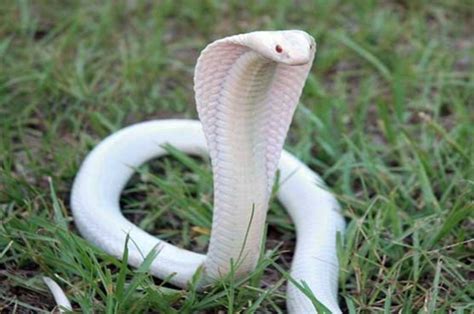 Is the White Snake Just a Legend? | Pouted.com