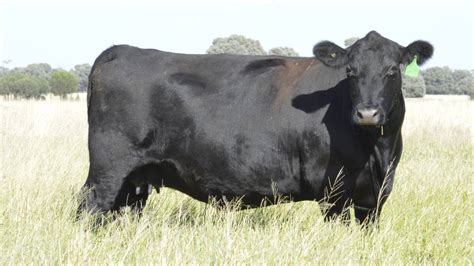 Angus CONNECT: Are Angus cows getting too big? | The Land | NSW