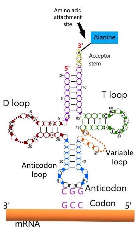 pef çizmek sarkom trna and amino acids Gıda Veya Abur cubur