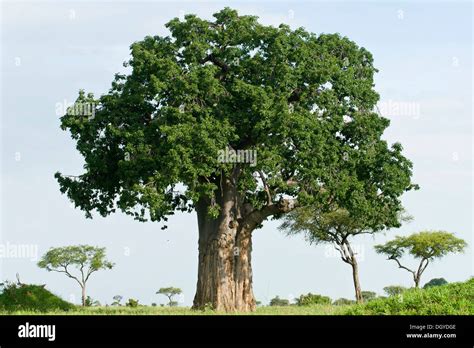 Baobab tree (Adansonia digitata) with leaves in Tarangire National ...