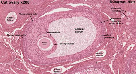 Ovary Medulla Histology.