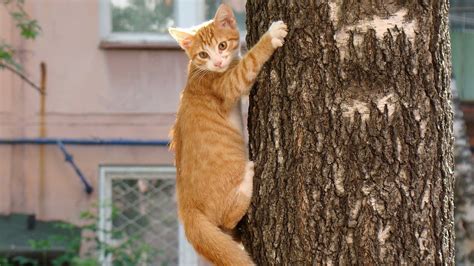 Orange tabby cat climbing on tree HD wallpaper | Wallpaper Flare