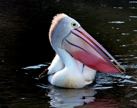 Pelican with colorful beak image - Free stock photo - Public Domain ...