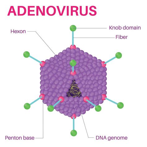 Structure Of The Adenovirus. 11595476 Vector Art at Vecteezy