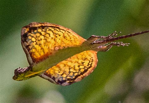 Nothing in the world flies like these Draco lizards | How it works ...