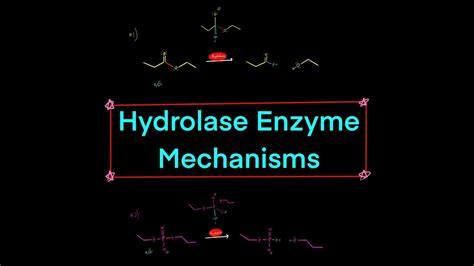 Types of Hydrolase Enzymes w/ Mechanisms (peptidase, nuclease, lipase ...