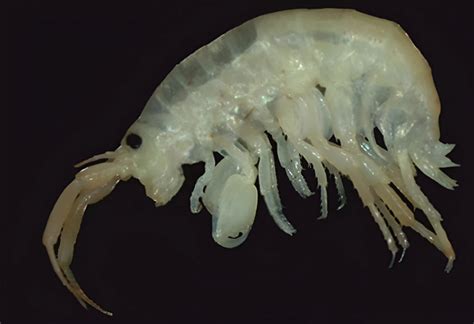 New Marine Amphipod Species Found In Chilika Lake - PWOnlyIAS