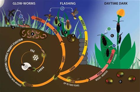 Fireflies spend most of their lives in the larval stage. After ...