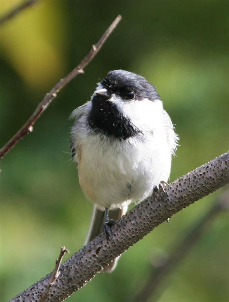 Free picture: black, capped, chickadee