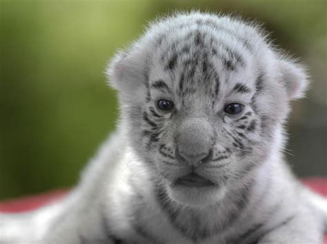 Newborn White Tiger Cubs