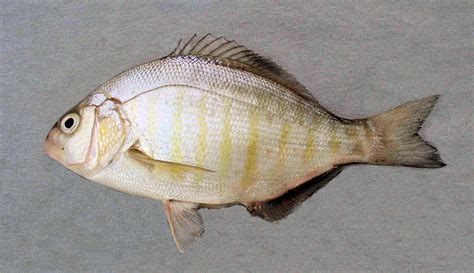 Barred Surfperch | Mexico – Fish, Birds, Crabs, Marine Life, Shells and ...