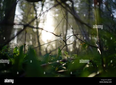 Foggy forest during sunrise Stock Photo - Alamy