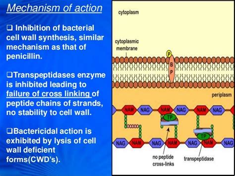 Cephalosporin Mechanism Of Action - cloudshareinfo