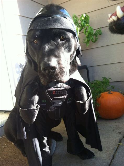 17 Best Labrador Halloween Costume Ideas