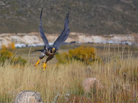 Peregrine Falcon Migration: A Complete Guide | Birdfact