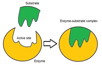 #18. Enzymes - active site, activation energy, enzyme specificity ...