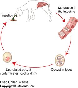 Coccidiosis in Dogs | VCA Animal Hospital