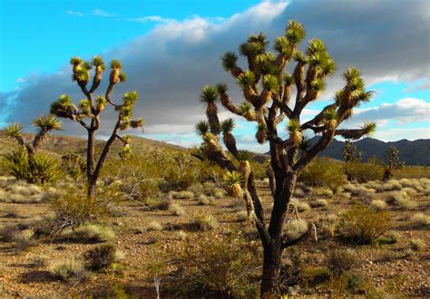 Hollow Mantras: The all knowing JOSHUA TREES of Nevada