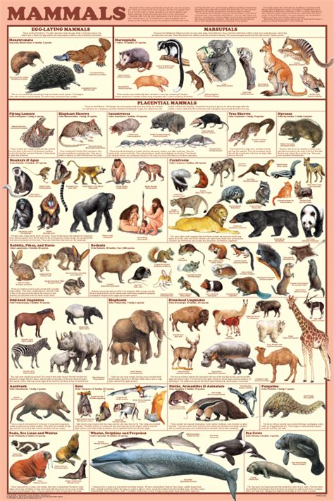 Mammal Orders poster shows 98 species.