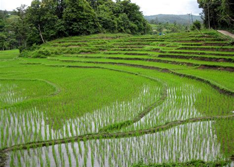 Rice production in Thailand