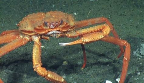 Watch This Deep-Sea Crab Get An Icy Surprise | HuffPost