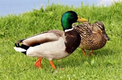 Duck Breeds | poultrykeeper.com