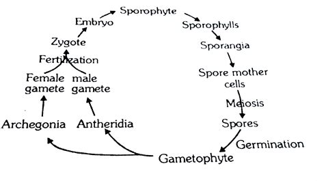 Study the following life cycle of Pteridophytes:- How many struct