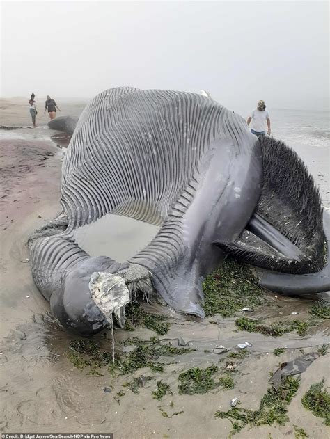 Blue whale beaches in Africa 'for the first time EVER': Huge 60ft ...