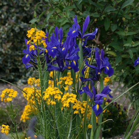 7 Perfect Companion Plants For Iris