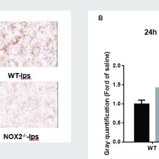 Microglia activation in SN was detected with CD11b IHC at 24h after LPS ...