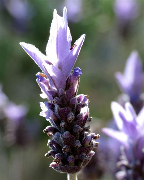 Types Of French Lavender - Lavender Plant