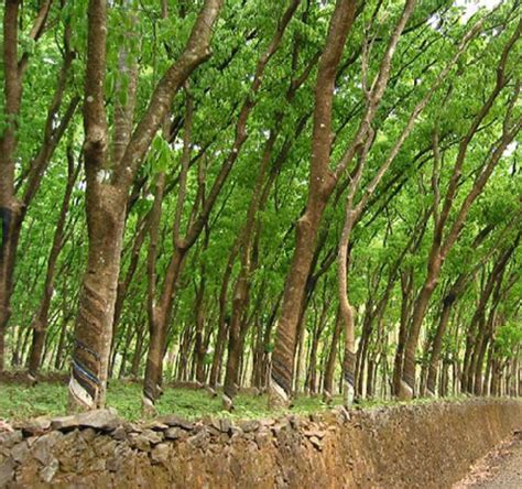 1 Rubber plantation at the Rubber Research Institute of India, Kerala ...