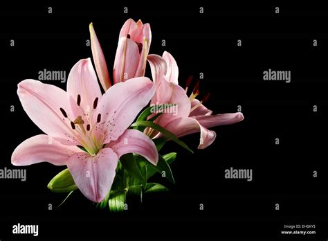 Beautiful bouquet of pink lilies Stock Photo - Alamy