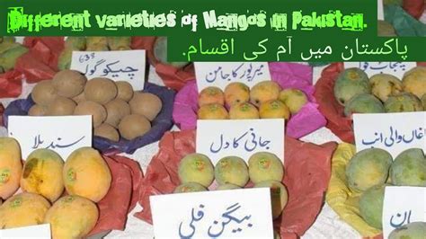 Best Mango Varieties In The Pakistan||King Of Fruits Pakistani Mango ...