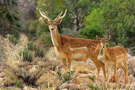 Persian fallow deer - The Iran Project