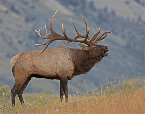 Free photo: Bull Elk - Animal, Bull, Elk - Free Download - Jooinn