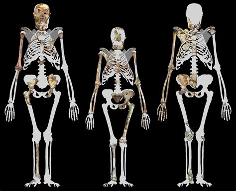 Australopithecus Skeleton