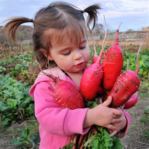 China Rose Radish Seeds | RareSeeds