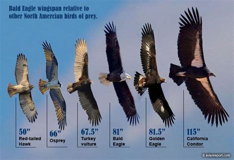 The Bald Eagle Wingspan: How does it compare to other Birds of Prey ...