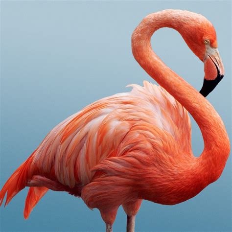 10 Amazingly Colorful Facts About Flamingos – Page 5 – Animal Encyclopedia