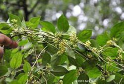 Gymnema Sylvestre Plant, औषधीय पौधा in Pratap Nagar, Nagpur , SHRI ...