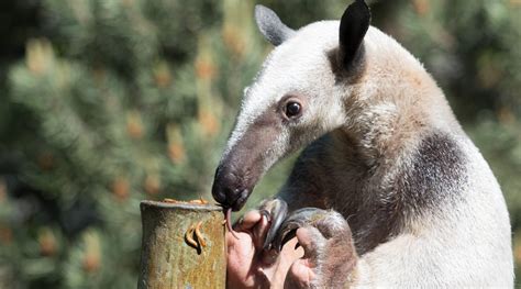 Southern Tamandua - Denver Zoo