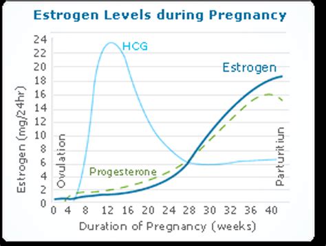 Physical Changes in Pregnancy Diagram | Quizlet