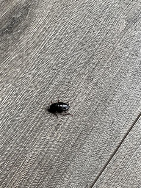 Is this a roach or a waterbug ? It was moving very slowly. How do I ...