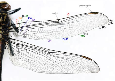 File:Dragonfly wing structure.png - Wikimedia Commons