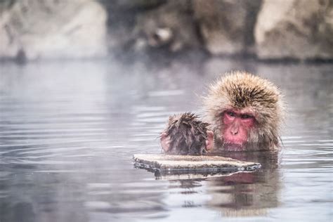 Jigokudani Monkey Park, Japan