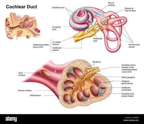 Ear Anatomy Internal